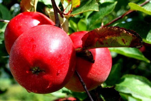 تولید یک سوم سیب کشور در آذربایجان غربی/۳۰ درصد باغ های استان درجه سه هستند