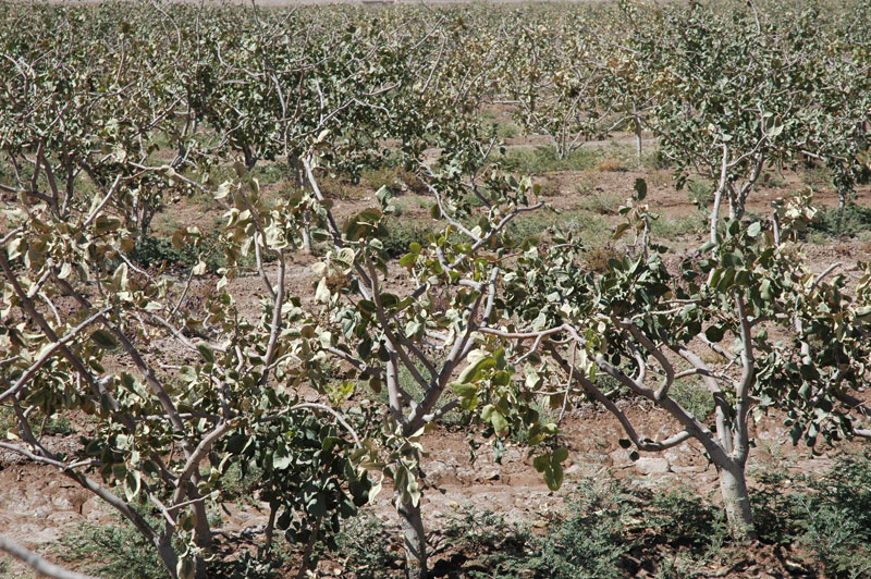 خسارت 790میلیارد ریالی سرمای بهاره به کشاورزان میاندوآب