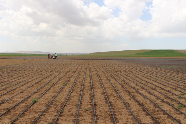  پیش بینی اجرای آبیاری نواری در یک هزار هکتار از اراضی کشاورزی میاندوآب