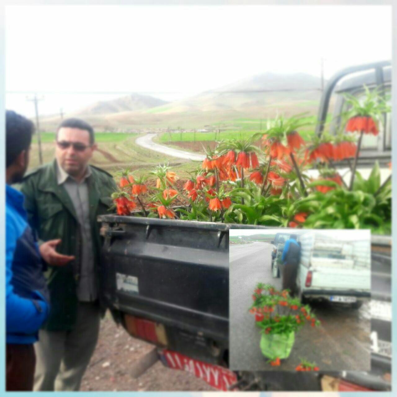 کشف محموله گل لاله واژگون در میاندوآب
