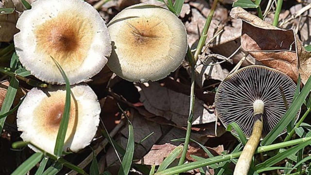 مصرف قارچ سمی از نوع amanita عامل مهم مرگ ناشی از مسمومیت قارچی