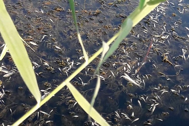تراژدی تلخ مرگ ماهی های زرینه رود میاندوآب/ وقتی رودخانه برای ماهی ها امن نیست!