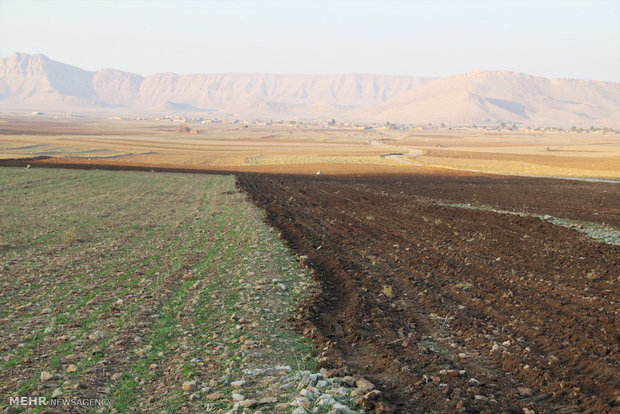 کشت گندم در 26هزار هکتار از اراضی میاندوآب