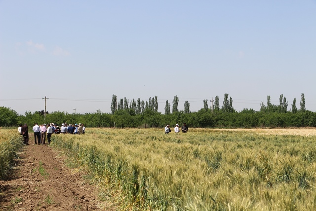 انجام 156 طرح تحقیقاتی در مراکز تحقیقات و آموزش کشاورزی آذربایجان غربی