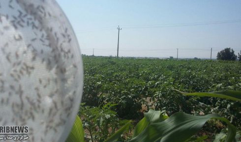 رهاسازی زنبور براکون وتریکو گراما در 450 هکتار از مزارع گوجه فرنگی میاندوآب