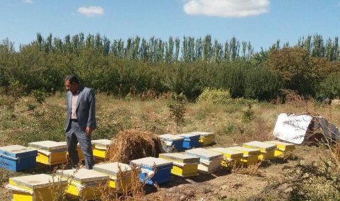 فعالیت 186 نفر زنبوردار در میاندوآب/ تولید عسل در میاندوآب 41 درصد افزایش یافت