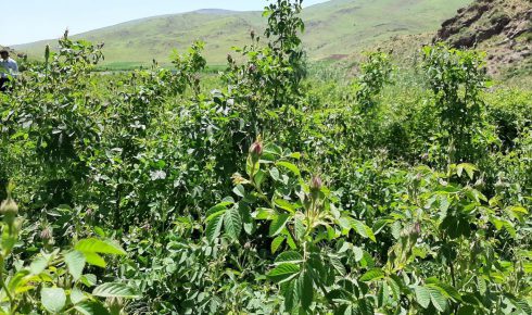 پیش بینی تولید۱۷ تن گل محمدی در میاندوآب