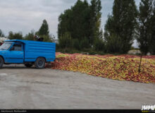 مدیریت، حلقه مفقوده بازار سیب در آذربایجان‌غربی/ میوه‌های بهشتی که در سایه بی‌مهری مسئولان نابود می‌شوند