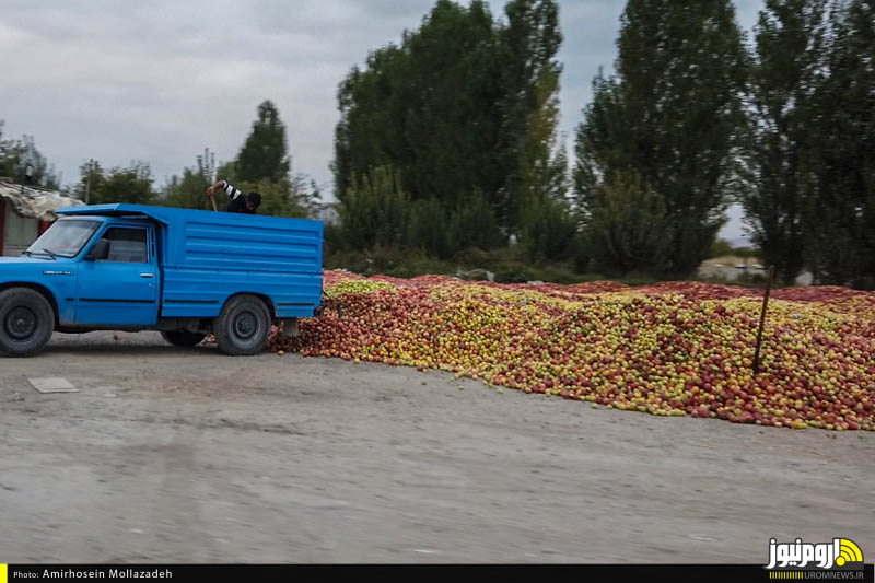 مدیریت، حلقه مفقوده بازار سیب در آذربایجان‌غربی/ میوه‌های بهشتی که در سایه بی‌مهری مسئولان نابود می‌شوند