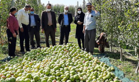 پیش بینی برداشت ۷۰۰ تن گلابی از باغات میاندوآب