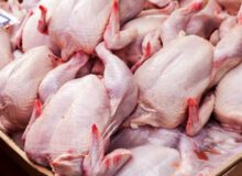 کشف محموله ۱۸ تنی مرغ کشتارروز در میاندوآب‌