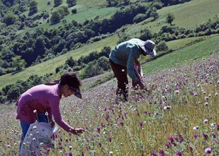 برداشت گیاهان کوهی خوراکی در آذربایجان‌غربی آغاز شد