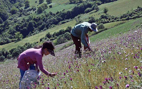 برداشت گیاهان کوهی خوراکی در آذربایجان‌غربی آغاز شد