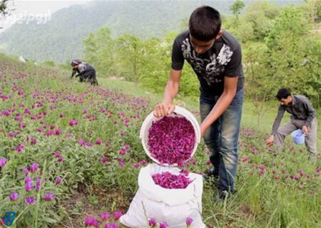 ۳۷ هکتار از اراضی کشاورزی میاندوآب به کشت گیاهان دارویی اختصاص می یابد