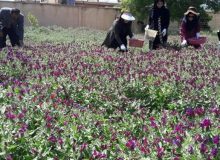 توانمندسازی زنان روستایی و عشایری آذربایجان غربی با کشت گیاهان دارویی