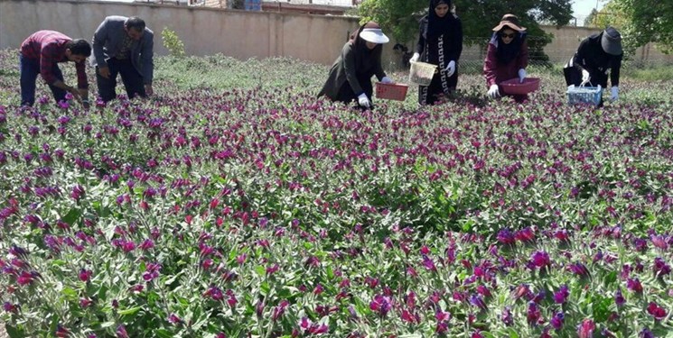 توانمندسازی زنان روستایی و عشایری آذربایجان غربی با کشت گیاهان دارویی