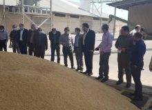 خروج بدون مجوز گندم از آذربایجان غربی ممنوع است