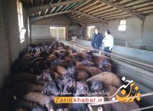 اصلاح نژاد سالانه ۵۰۰ رأس گوسفند نژاد قزل در میاندوآب
