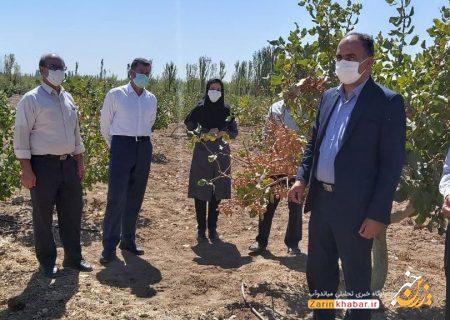 برداشت ۶۰۰ کیلوگرم پسته از باغات شهرستان میاندوآب