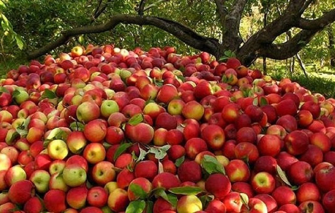 تعیین ۳ مرکز برای خرید تضمینی سیب صنعتی از باغداران میاندوآب