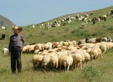 ۷۰ هزار راس دام عشایر آذربایجان غربی به صورت تضمینی خریداری می‌شود