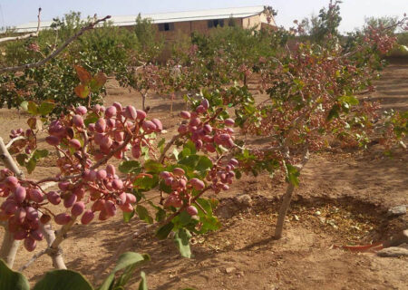 احداث ۶ هکتار باغ پسته در میاندوآب/ توسعه کشت محصولات کم آب بر از اولویت های جهاد کشاورزی است