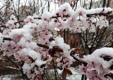 احتمال سرمازدگی محصولات کشاورزی در آذربایجان غربی