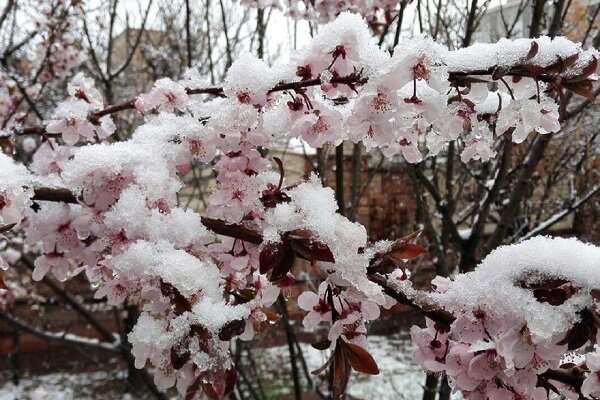 احتمال سرمازدگی محصولات کشاورزی در آذربایجان غربی