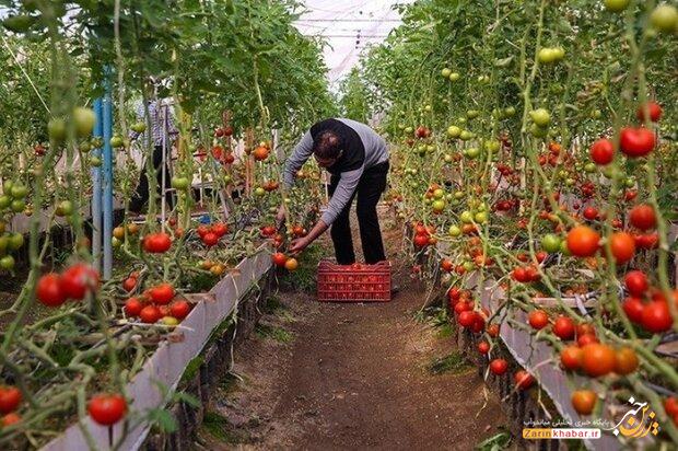 سالانه بیش از ۱۱۰ تن سبزی و صیفی در گلخانههای میاندوآب تولید میشود