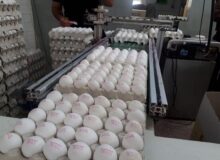 سالانه ۱۸۹۰ تن تخم‌مرغ صنعتی در میاندوآب تولید می‌شود