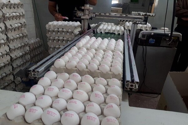 سالانه ۱۸۹۰ تن تخم‌مرغ صنعتی در میاندوآب تولید می‌شود