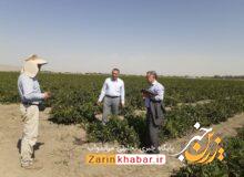تولید ۷۵ هزار تن گوجه‌فرنگی از اراضی کشاورزی میاندوآب