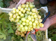پیش‌بینی افزایش ۳۸ درصدی برداشت انگور از تاکستان‌های میاندوآب
