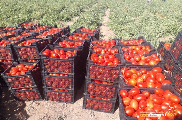 ۷۵ هزار تن گوجه‌فرنگی از مزارع میاندوآب برداشت شد