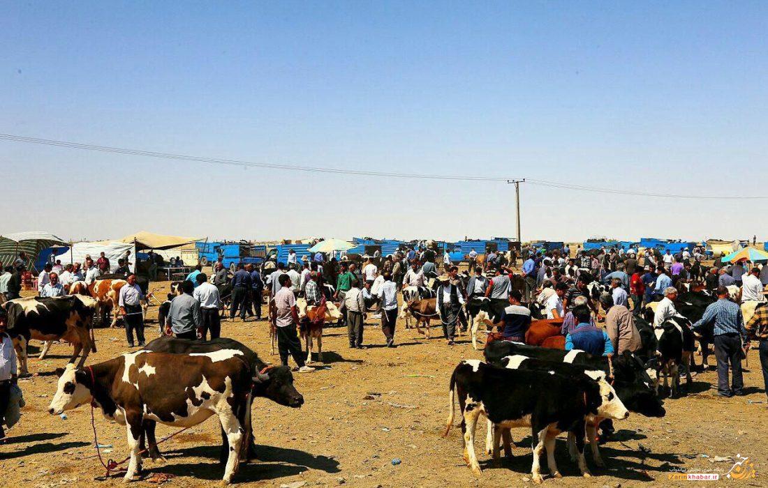 میادین عرضه دام در بازارهای هفتگی میاندوآب تعطیل شد