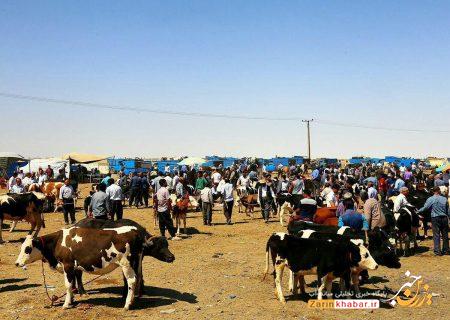 میادین عرضه دام در بازارهای هفتگی میاندوآب تعطیل شد