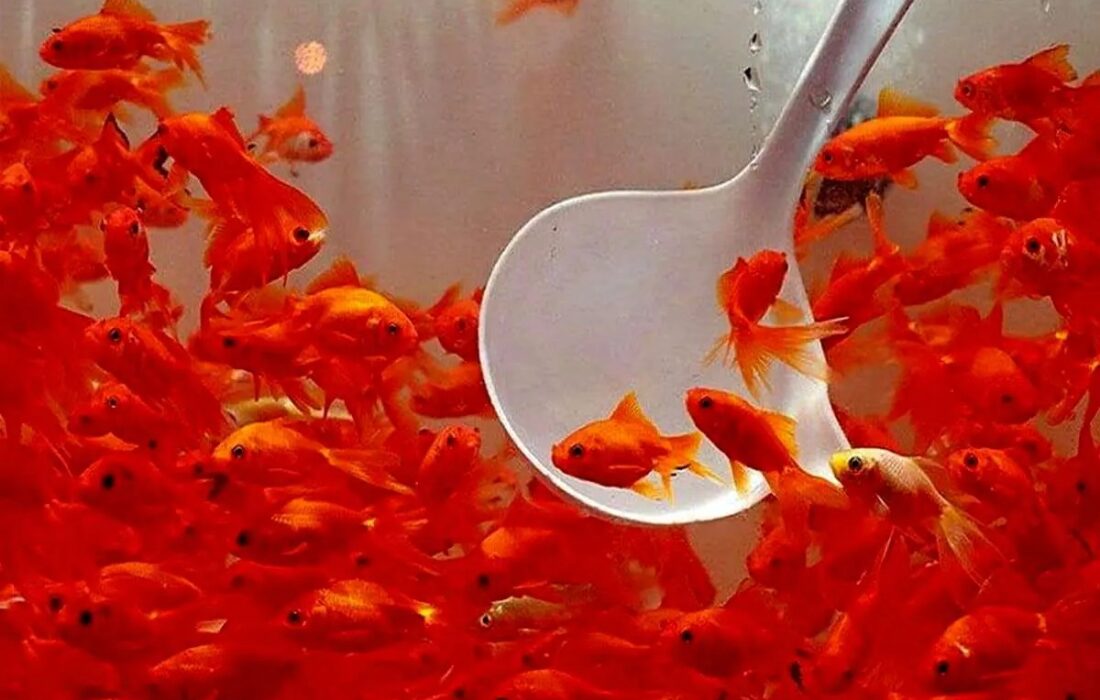 ماهی قرمز، نمادی از زندگی و شادابی