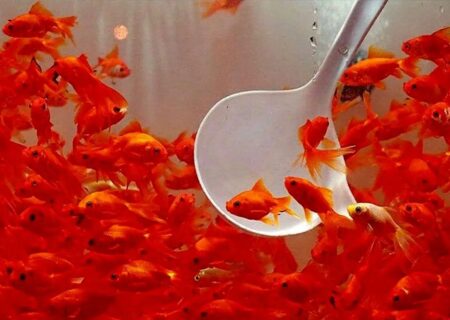 ماهی قرمز، نمادی از زندگی و شادابی