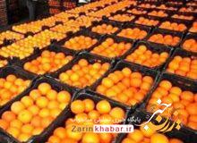 ۱۰ تن پرتقال شب عید در میاندوآب توزیع می‌شود