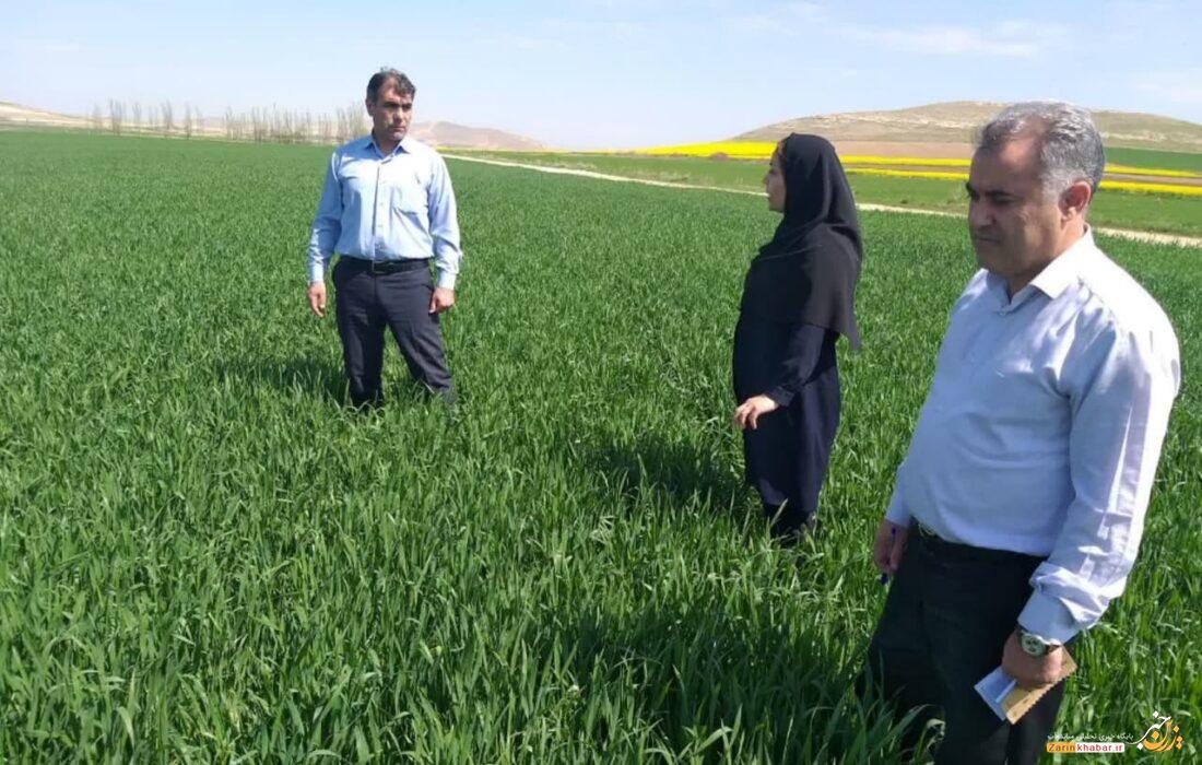 اجرای طرح تحقیقاتی عملکرد گندم در میاندوآب