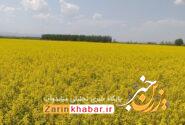 پیش‌بینی برداشت ۸۸۰ تن کلزا در میاندوآب