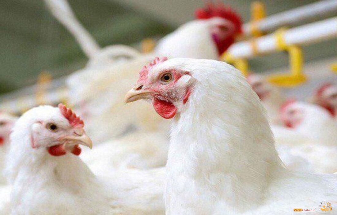 اجرای طرح ردیابی آنفلوانزای پرندگان در آذربایجانغربی