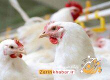 اجرای طرح ردیابی آنفلوانزای پرندگان در آذربایجان‌غربی
