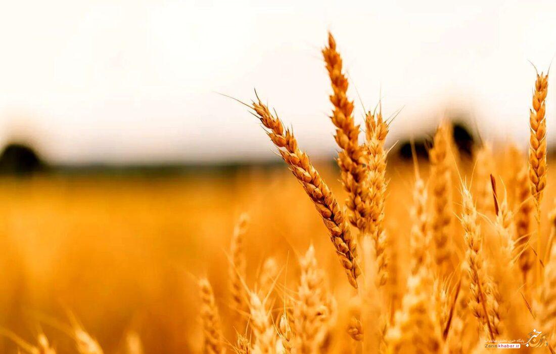 گندم عمدهترین محصول زراعی میاندوآب است