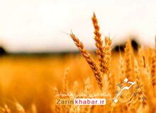 گندم عمده‌ترین محصول زراعی میاندوآب است