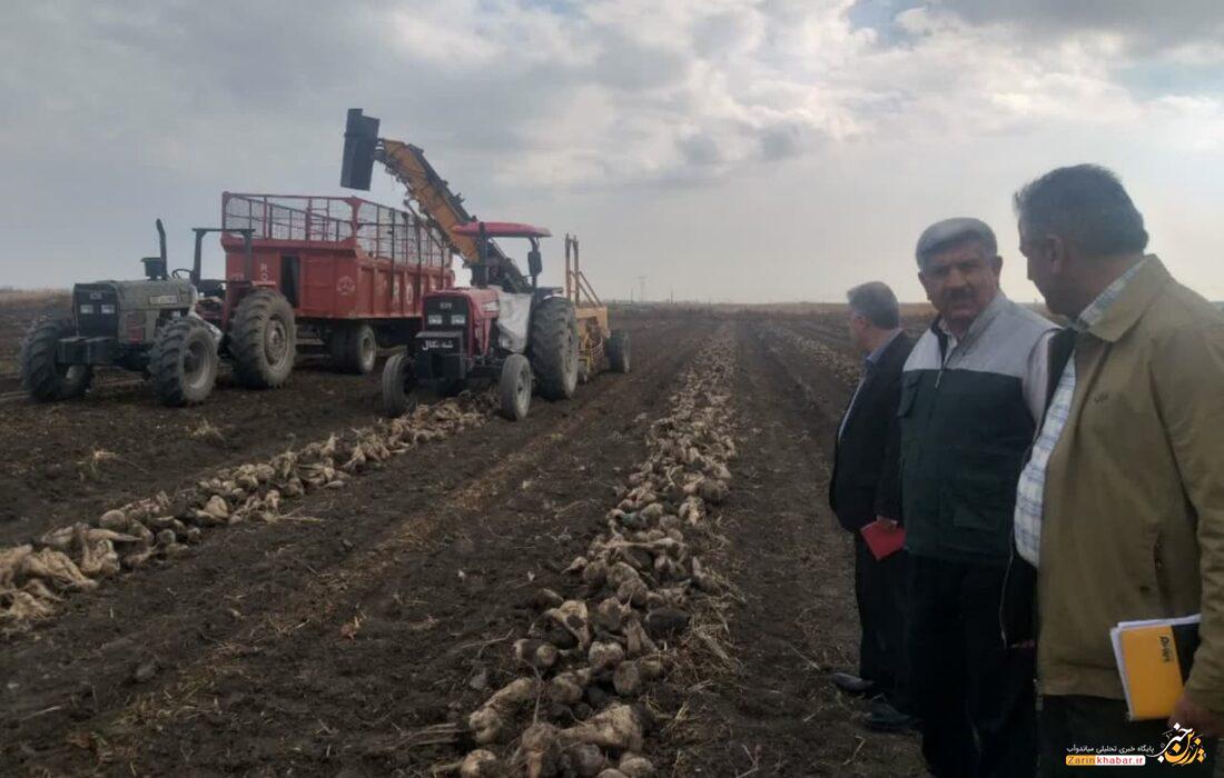 خرید ۲۰۵ هزار تن چغندرقند از کشاورزان