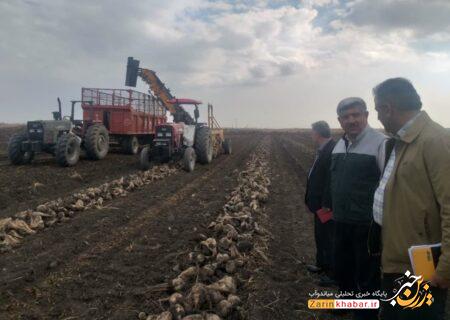  خرید ۲۰۵ هزار تن چغندرقند از کشاورزان