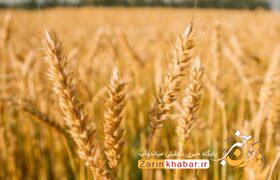  کشت ۱۵ هزار هکتار گندم در میاندوآب