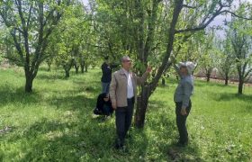 خسارت ۱۸ هزار میلیاردی تگرگ به باغات میاندوآب
