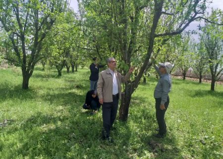 خسارت ۱۸ هزار میلیاردی تگرگ به باغات میاندوآب